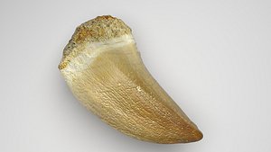Mosasaurus Tooth 3D model