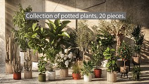 Large collection of 20 realistic potted basketed interior plants 3D model