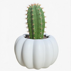 3D Cactus 04 f model