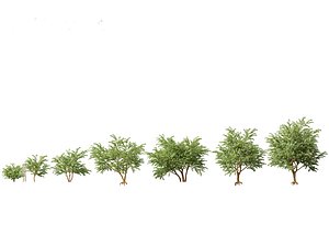 3D model HighPolyLowPoly Bauhinia acuminata - Dwarf White Orchid Tree