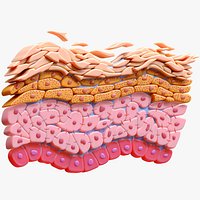 Epidermis Cross Section