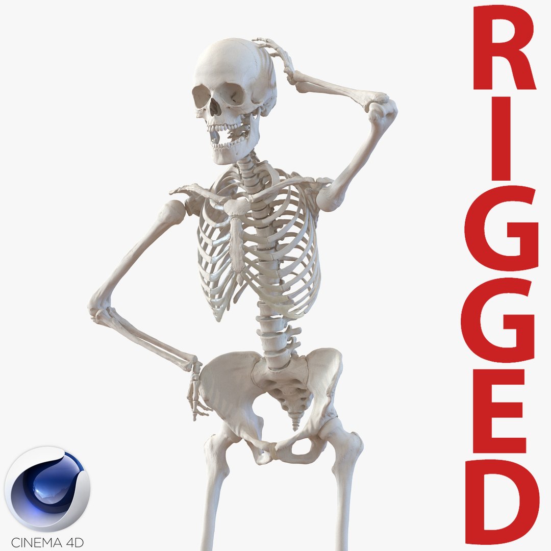 Human Female Skeleton Rigged for Cinema 4D 3D model preview