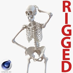3d model human female skeleton rigged
