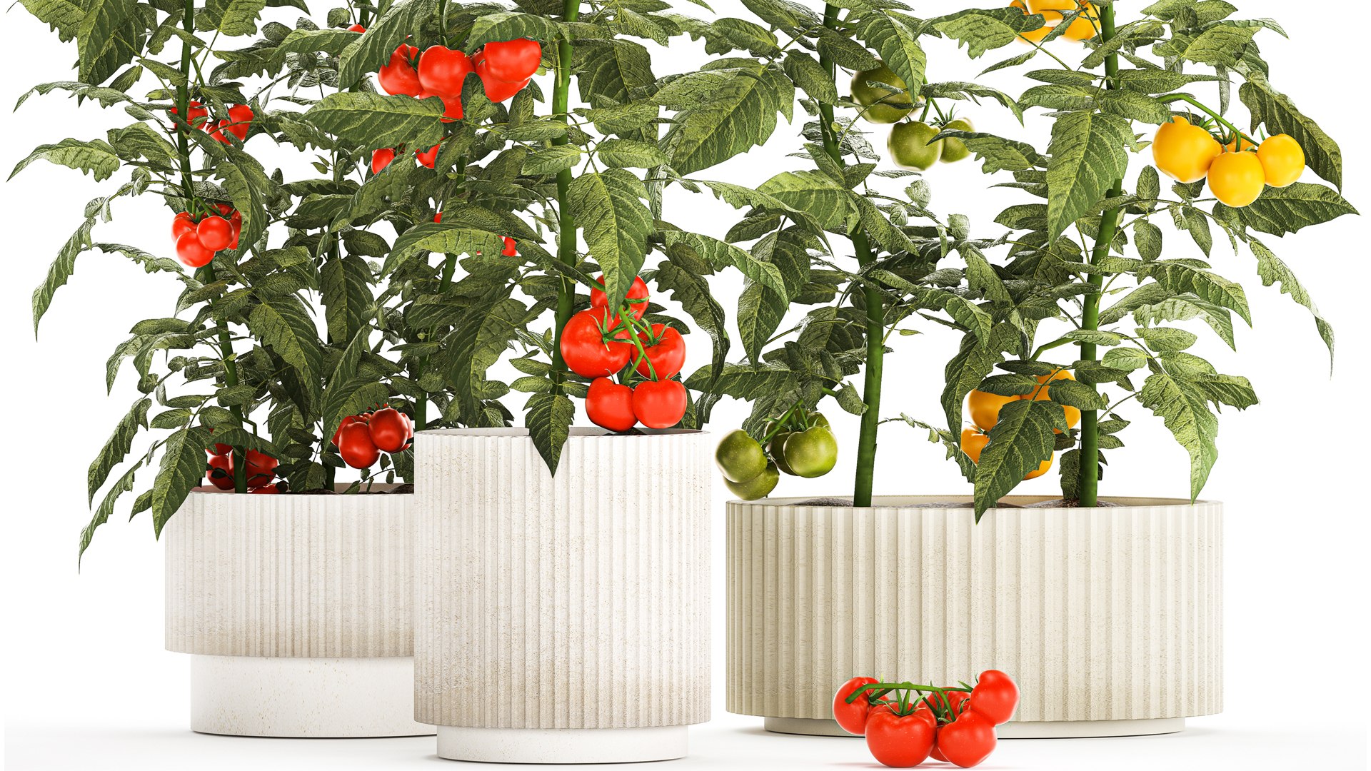 Kitchen garden white pot vegetables tomatoes cherry bush model https://p.turbosquid.com/ts-thumb/dq/HJcnBa/37/1tomatobushes20102305/jpg/1698068626/1920x1080/fit_q87/3ab1e5697d24dc51ae2bff77e77e3c3dc7c64edd/1tomatobushes20102305.jpg