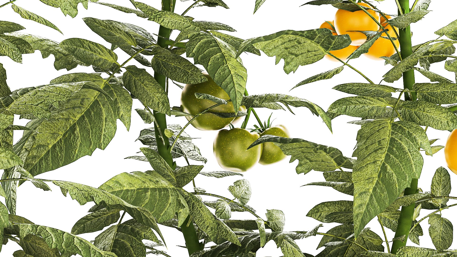 Kitchen garden white pot vegetables tomatoes cherry bush model https://p.turbosquid.com/ts-thumb/dq/HJcnBa/9c/1tomatobushes20102308/jpg/1698068628/1920x1080/fit_q87/6432d38bf145ed4fba4cf50f9e00b9328e68ff0a/1tomatobushes20102308.jpg