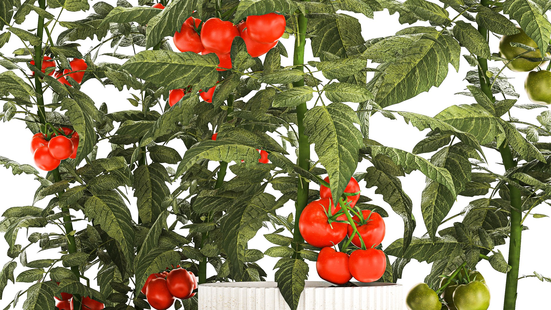 Kitchen garden white pot vegetables tomatoes cherry bush model https://p.turbosquid.com/ts-thumb/dq/HJcnBa/MJ/1tomatobushes20102306/jpg/1698068627/1920x1080/fit_q87/8595374a29c6c3e407cd54709b957c101c927ec4/1tomatobushes20102306.jpg
