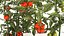 Huerta olla blanca verduras tomates cerezo arbusto