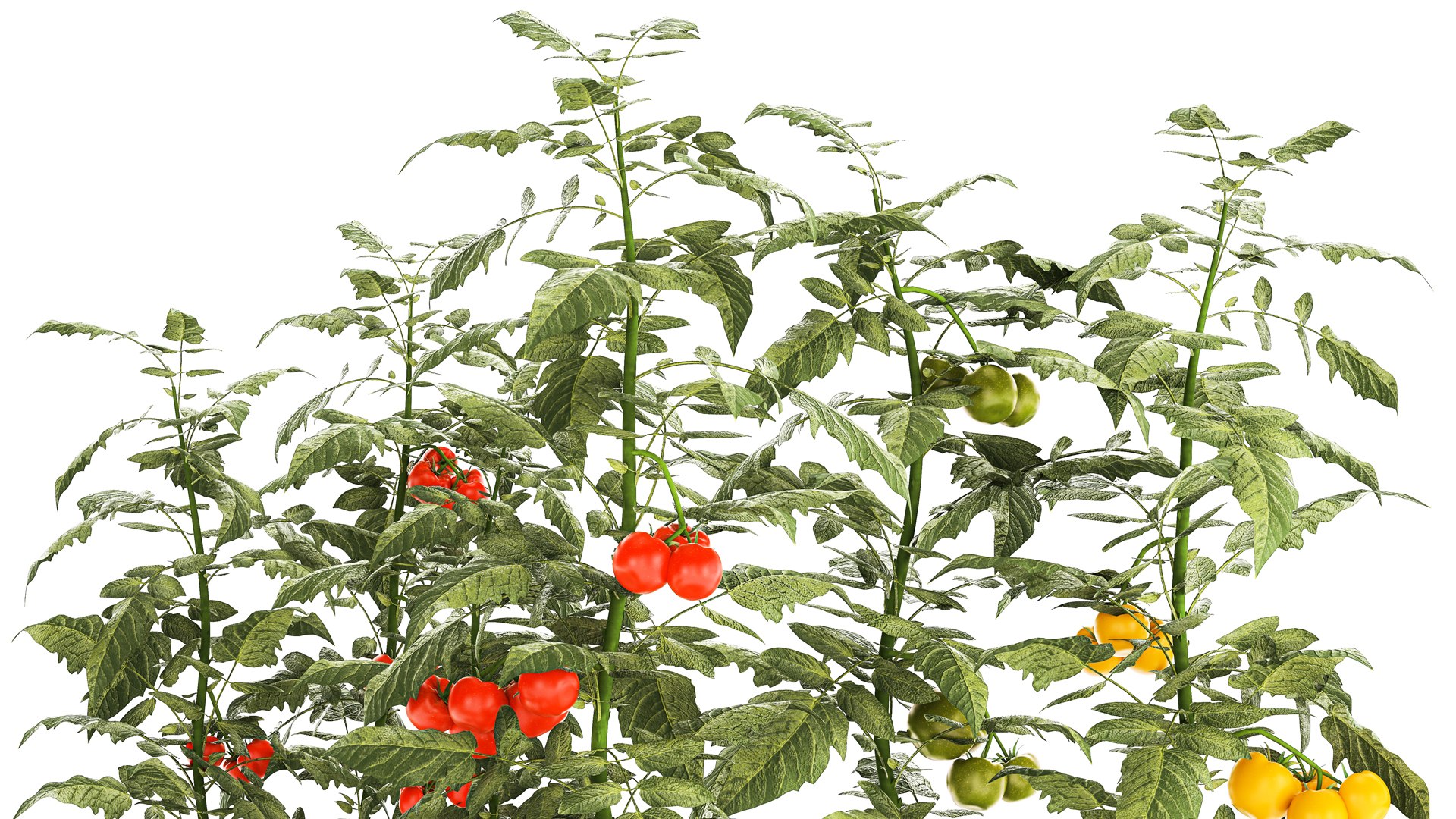 Kitchen garden white pot vegetables tomatoes cherry bush model https://p.turbosquid.com/ts-thumb/dq/HJcnBa/nQ/1tomatobushes20102304/jpg/1698068624/1920x1080/fit_q87/c484dff8fdea26adb1633e3f849d995ceee088bd/1tomatobushes20102304.jpg