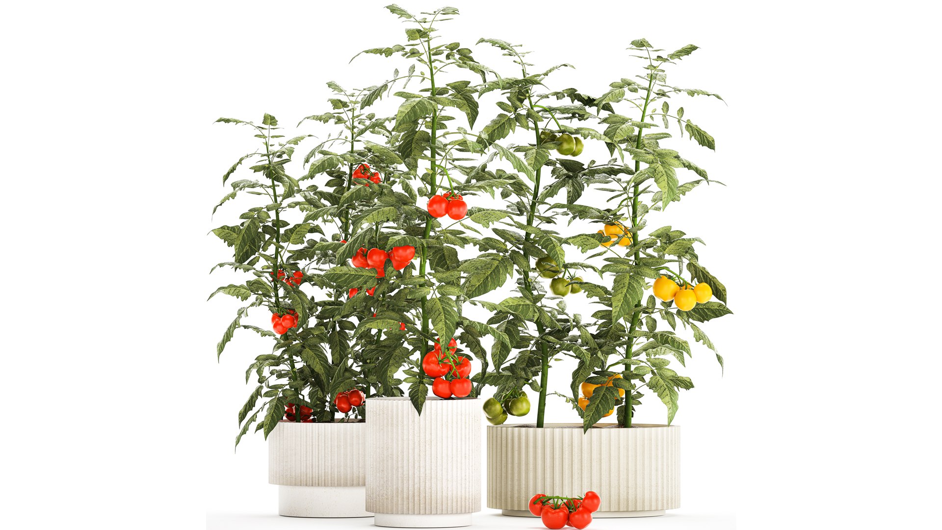 Kitchen garden white pot vegetables tomatoes cherry bush model https://p.turbosquid.com/ts-thumb/dq/HJcnBa/zv/1tomatobushes20102303/jpg/1698068624/1920x1080/fit_q87/5f19945aba8799959ba18a36ee74e11bfa1bb1bc/1tomatobushes20102303.jpg