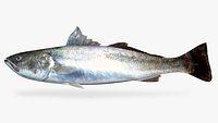 Shortfin Corvina
