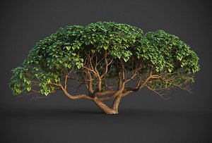 3D model XfrogPlants Hibiscus Tiliaceus