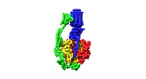 ATP synthase Molecular Machine