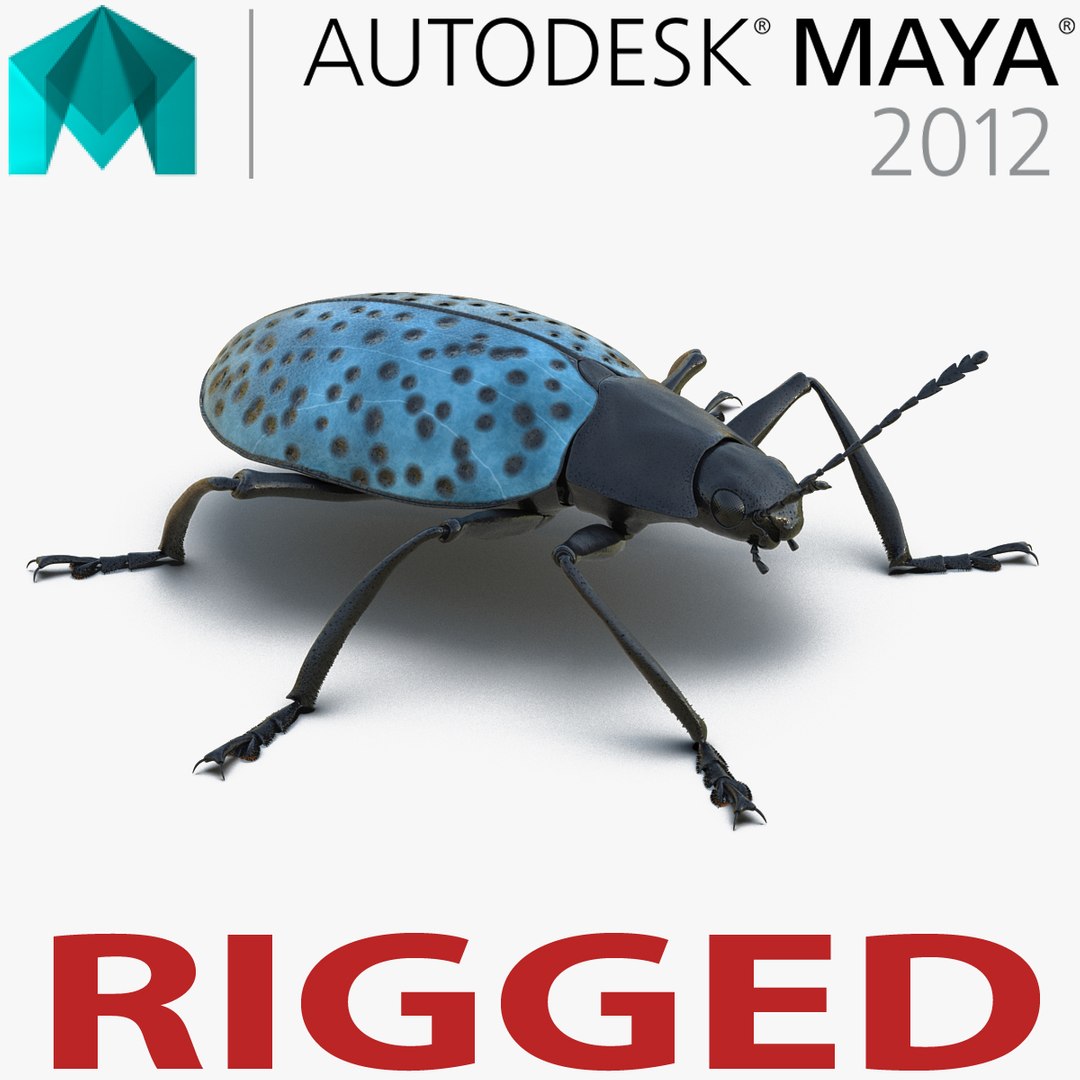 Gibbifer Californicus Beetle 2 Rigged for Maya 3D model preview