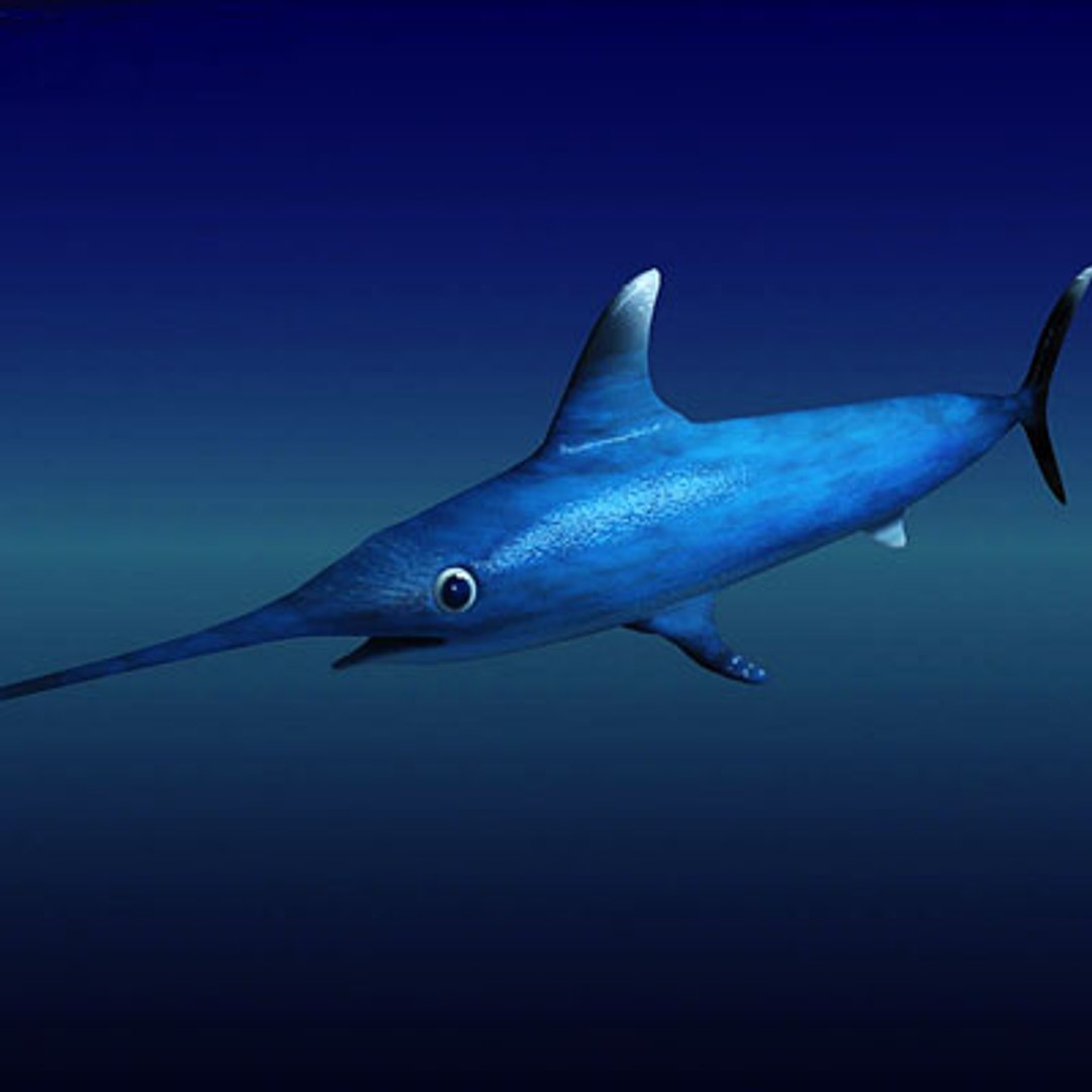 3d Swordfish Fish Model