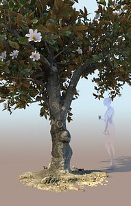 3D flowering ficus tree nitida model