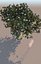 Ficus tree nitida flowering