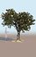 Ficus tree nitida flowering