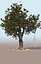 Ficus tree nitida flowering