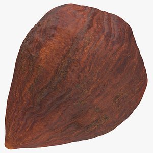 3D model Hazelnut 01 Without Shell