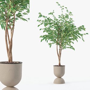 3D Ficus benjamina in modern flower pot model