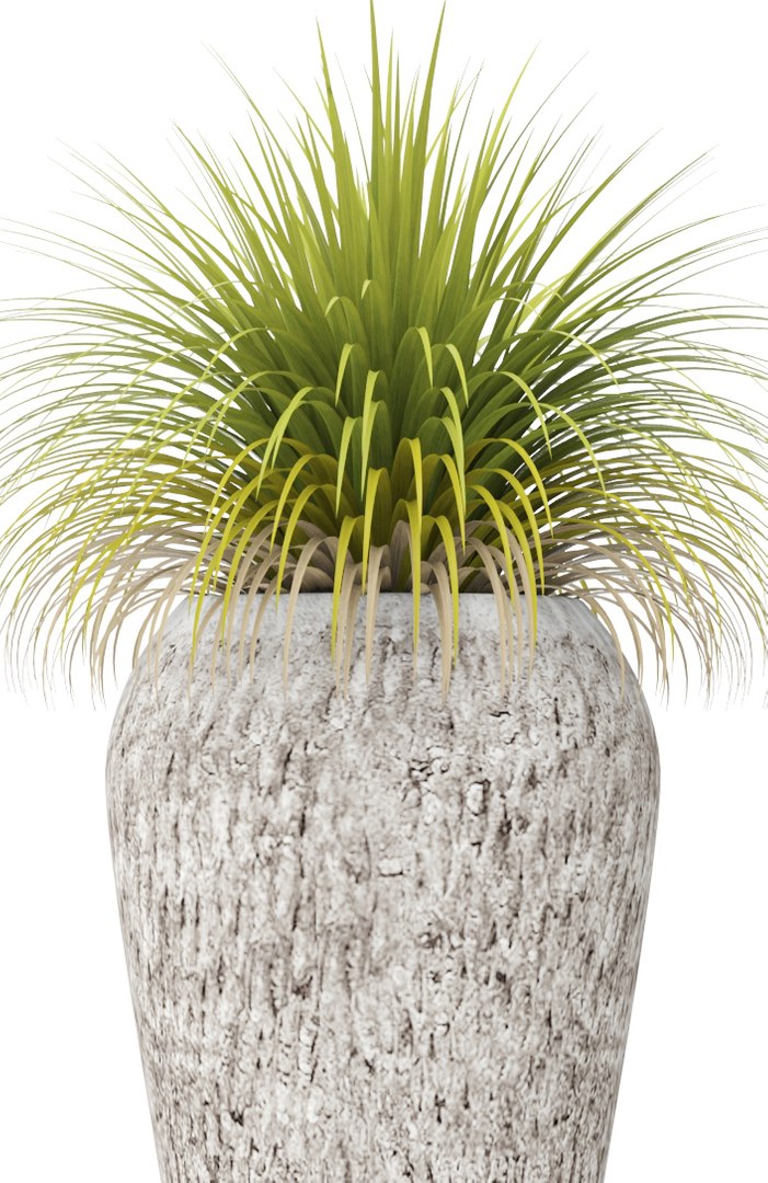 plants potted 3d max https://p.turbosquid.com/ts-thumb/dr/AMv0Q8/FfPX2CvB/xanthorrhoea04/jpg/1485254501/1920x1080/fit_q87/5b42c8ccb3f67b53833f9266818f80f3dff35c09/xanthorrhoea04.jpg