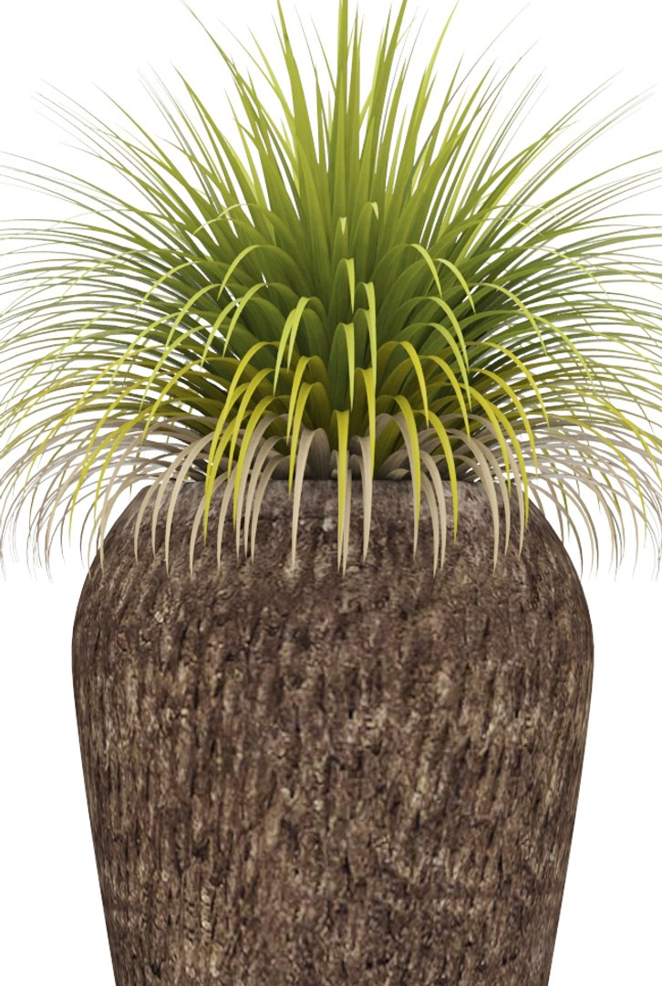 plants potted 3d max https://p.turbosquid.com/ts-thumb/dr/AMv0Q8/rhZFLYk6/xanthorrhoea05/jpg/1485254501/1920x1080/fit_q87/fda1d1d5e0f17dcb6358a35f775025ef9cb6cece/xanthorrhoea05.jpg
