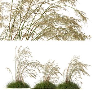 HQ Plants Celtica Gigantea Stipa Golden Oats Windy