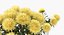 Yellow Asters