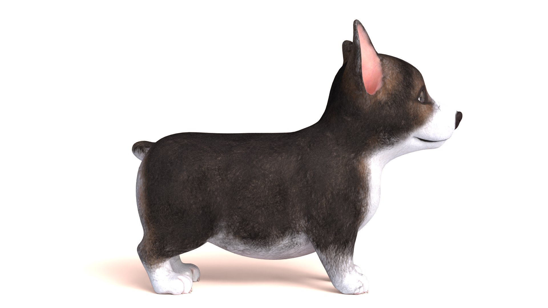 3D Pembroke Welsh Corgi Dog https://p.turbosquid.com/ts-thumb/dr/GkvlCp/Ny/dog15/png/1712650132/1920x1080/fit_q87/68e649b9ae20be1264b2480995d1ef69b195b77c/dog15.jpg