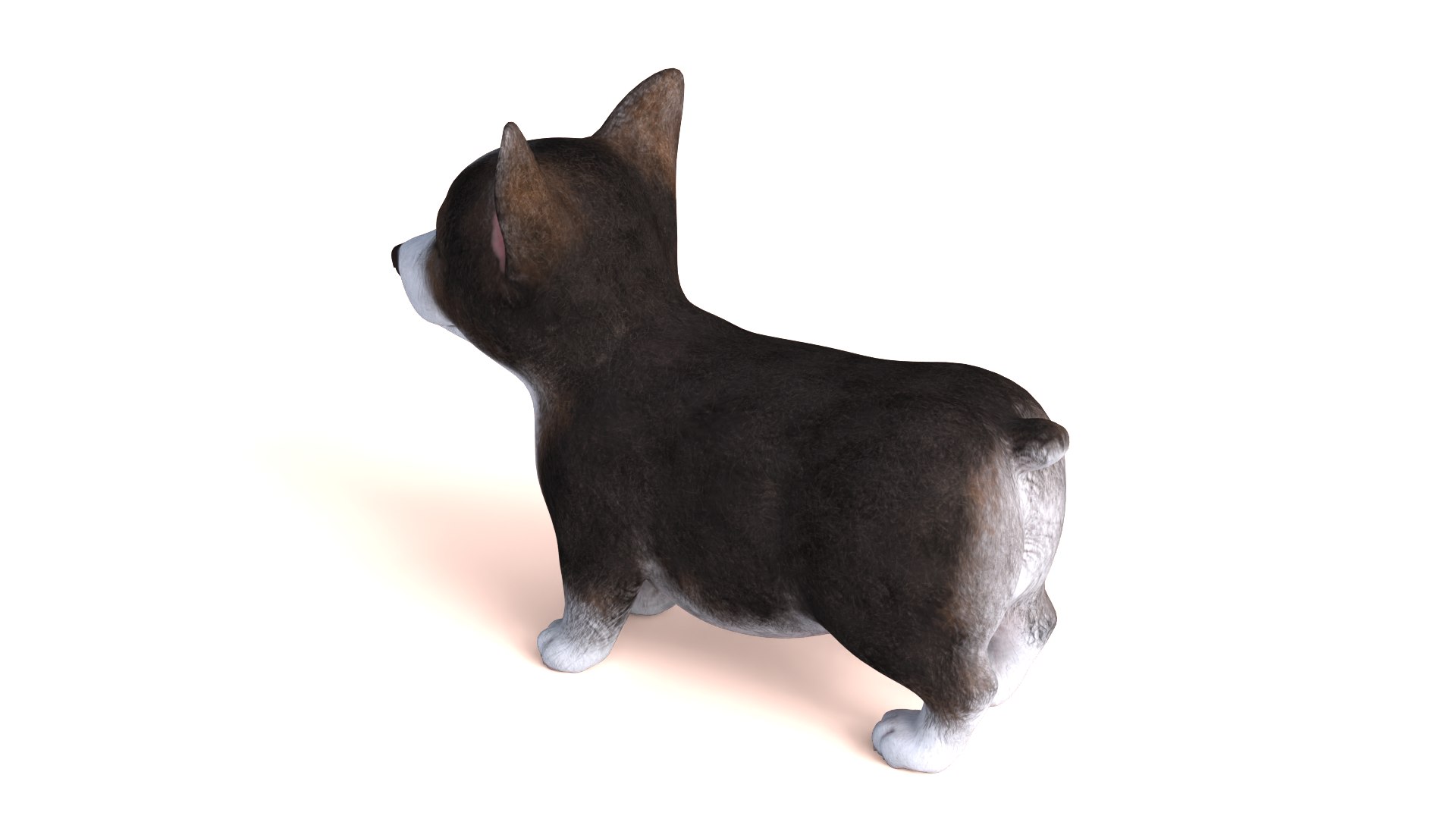 3D Pembroke Welsh Corgi Dog https://p.turbosquid.com/ts-thumb/dr/GkvlCp/eS/dog08/png/1712650127/1920x1080/fit_q87/3cf998a4618e6315d4dd6366e4348a8af0e0cedf/dog08.jpg