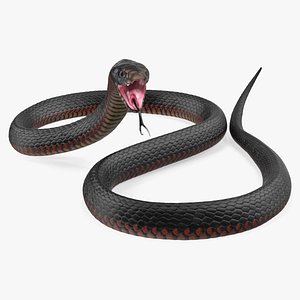 California King Snake Black