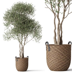 3D model Plants collection 781