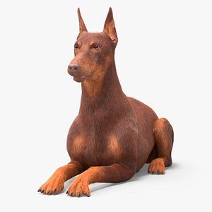 Doberman Dog Brown Lying Down Fur 3D model