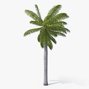 royal moderate wind 3D model