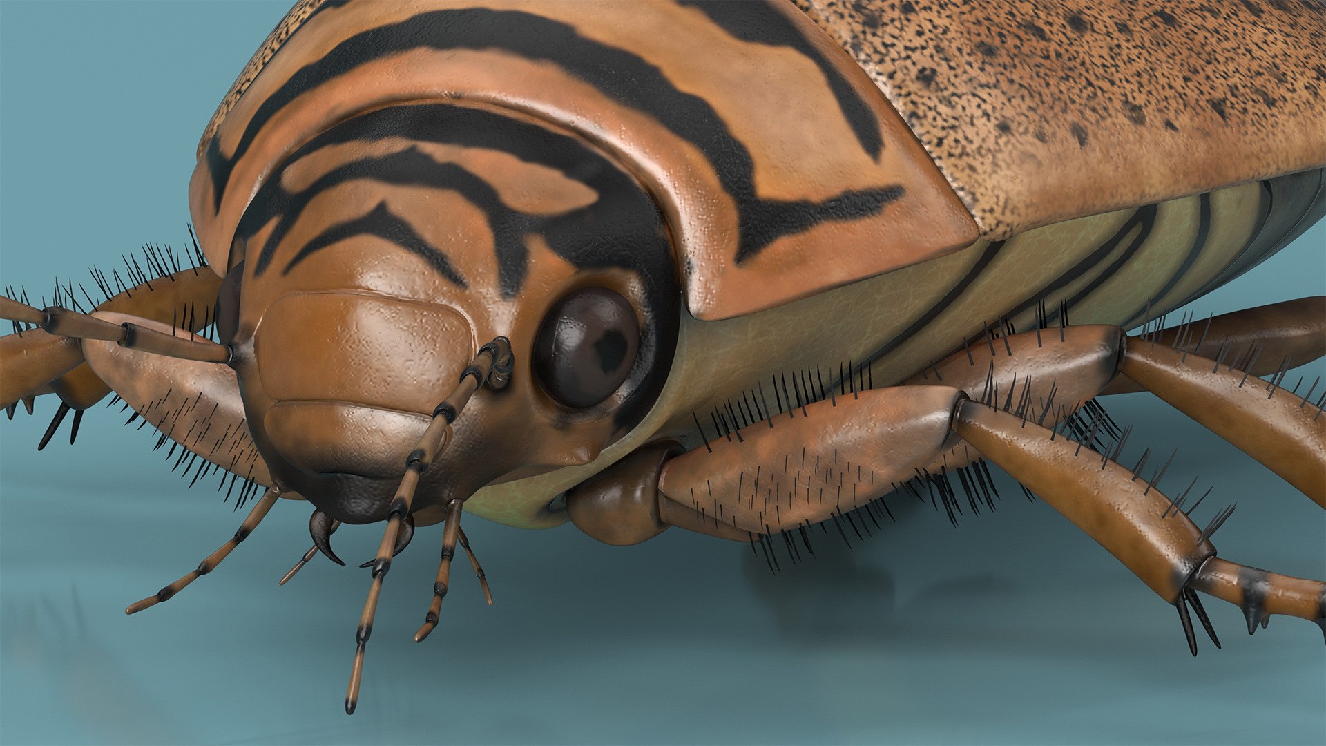 3D Water Beetle Beige Realistic https://p.turbosquid.com/ts-thumb/dr/hI1mCU/0v/waterbeetlebeigerealisticc4dmodel013/jpg/1718287911/1920x1080/fit_q87/83cd1179575132e8c8eff65997245c83c5ae2a00/waterbeetlebeigerealisticc4dmodel013.jpg