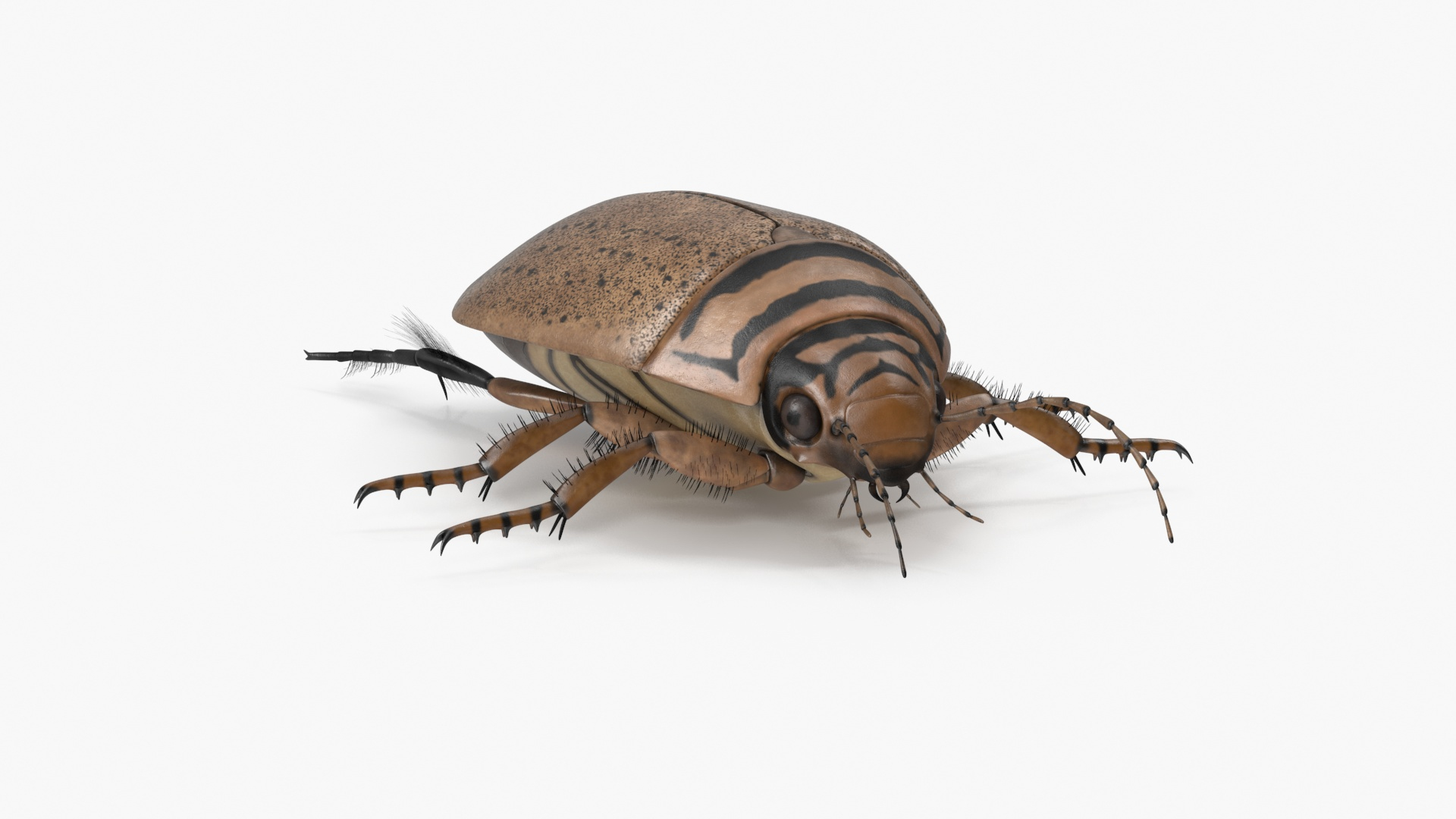 3D Water Beetle Beige Realistic https://p.turbosquid.com/ts-thumb/dr/hI1mCU/3s/water_beetle_beige_realistic_360/jpg/1718287728/1920x1080/turn_fit_q99/8d98f1ab8ca6d23d86cd6a82b78f563c12ae05c2/water_beetle_beige_realistic_360-1.jpg