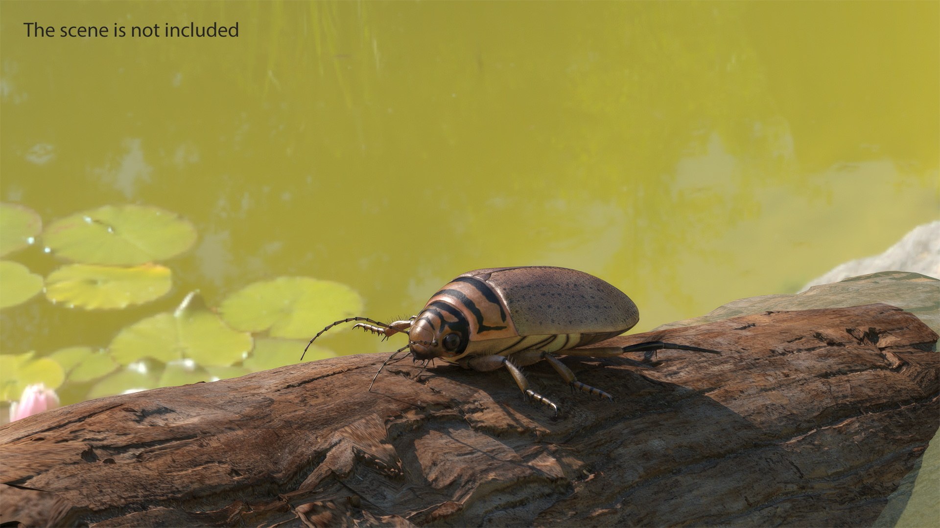 3D Water Beetle Beige Realistic https://p.turbosquid.com/ts-thumb/dr/hI1mCU/5V/waterbeetlebeigerealisticc4dmodel004/jpg/1718287892/1920x1080/fit_q87/8846f194ad666b0797effd4a64b8145277b6bb3d/waterbeetlebeigerealisticc4dmodel004.jpg