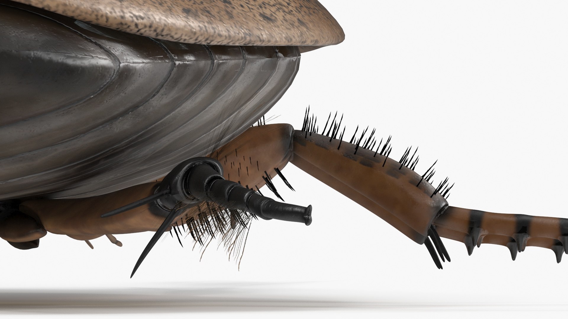 3D Water Beetle Beige Realistic https://p.turbosquid.com/ts-thumb/dr/hI1mCU/Bi/waterbeetlebeigerealisticc4dmodel023/jpg/1718287946/1920x1080/fit_q87/04895a791dc74aff957630bab3221fc0611079ca/waterbeetlebeigerealisticc4dmodel023.jpg