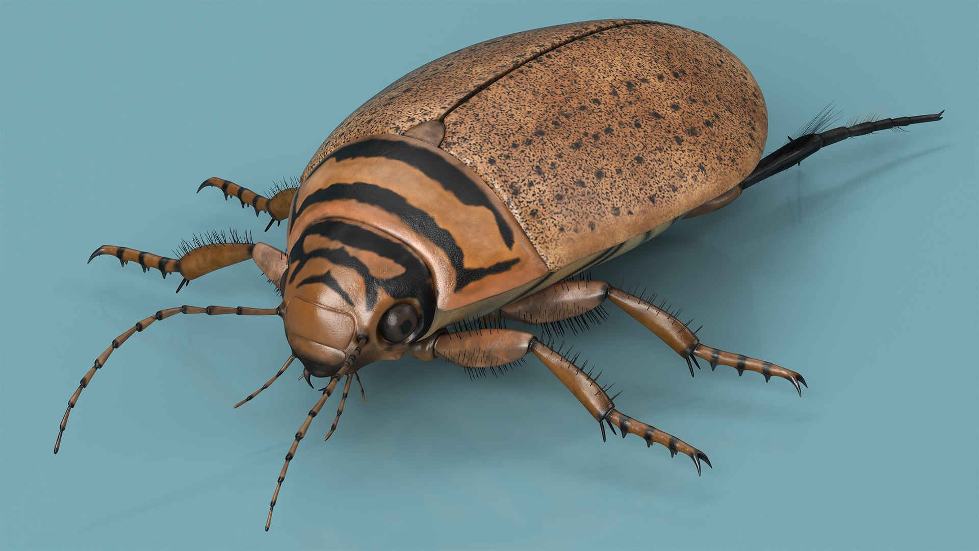 3D Water Beetle Beige Realistic https://p.turbosquid.com/ts-thumb/dr/hI1mCU/FF/waterbeetlebeigerealisticc4dmodel010/jpg/1718287904/1920x1080/fit_q87/2ad9aec2760a27ba95ae8de1d3746feba0b8e7bd/waterbeetlebeigerealisticc4dmodel010.jpg