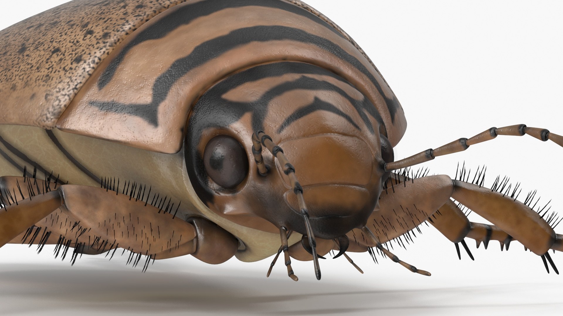 3D Water Beetle Beige Realistic https://p.turbosquid.com/ts-thumb/dr/hI1mCU/G7/waterbeetlebeigerealisticc4dmodel018/jpg/1718287928/1920x1080/fit_q87/b53b7684f86ac1fd46b0c1ef2d755c6aaad5fe26/waterbeetlebeigerealisticc4dmodel018.jpg