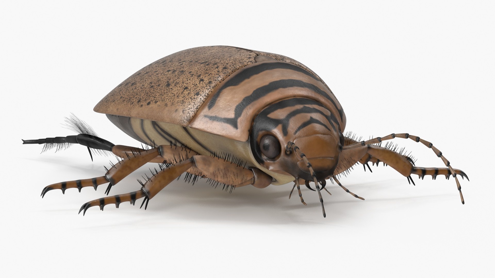 Water Beetle Beige Realistic 3D model preview