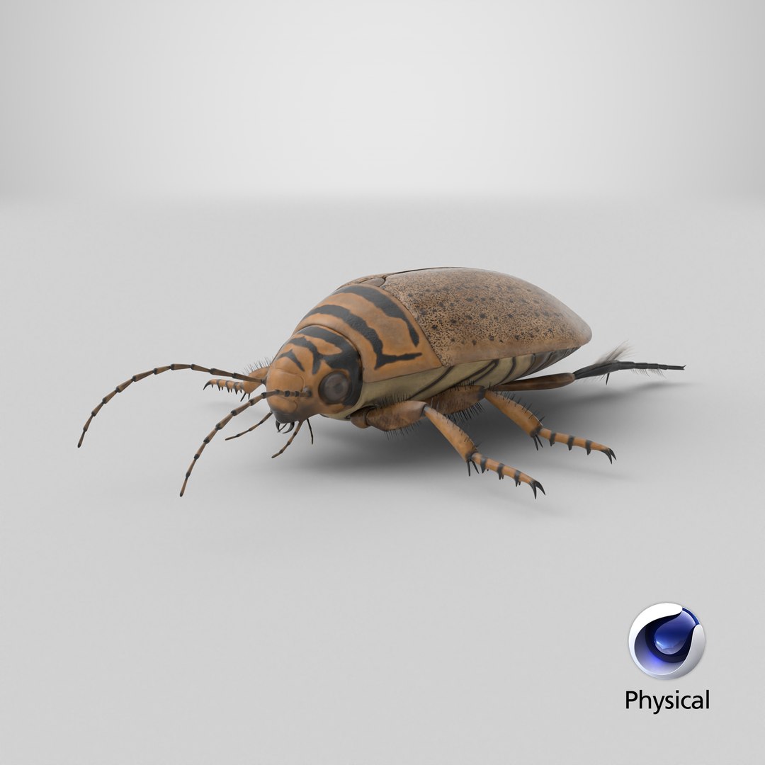 3D Water Beetle Beige Realistic https://p.turbosquid.com/ts-thumb/dr/hI1mCU/R3/stemcell_cinema_4d_physical_render/png/1719593361/1920x1080/fit_q87/060b4d458c5b794e499334ea172cf6d954daefea/stemcell_cinema_4d_physical_render.jpg