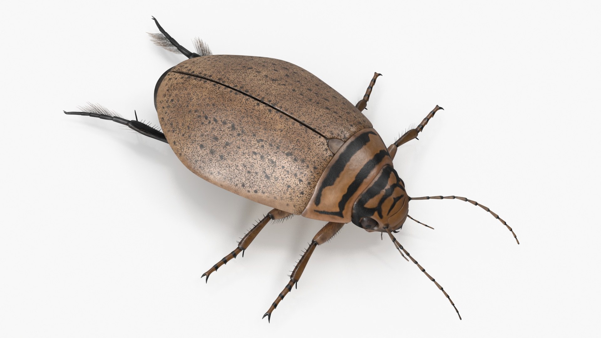 3D Water Beetle Beige Realistic https://p.turbosquid.com/ts-thumb/dr/hI1mCU/Va/waterbeetlebeigerealisticc4dmodel016/jpg/1718287921/1920x1080/fit_q87/62ee26b645ddf73ee7ac0f15f77a6900500dd12c/waterbeetlebeigerealisticc4dmodel016.jpg