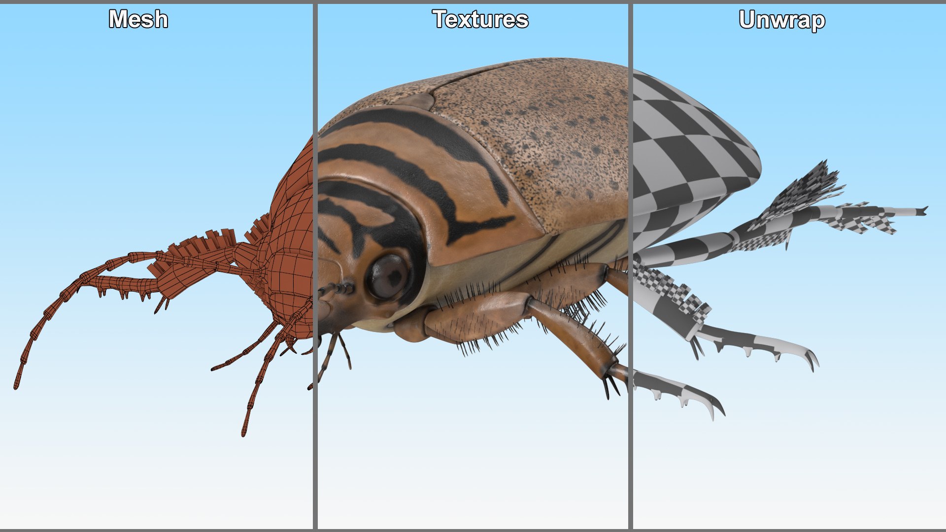 3D Water Beetle Beige Realistic https://p.turbosquid.com/ts-thumb/dr/hI1mCU/bj/waterbeetlebeigerealisticc4dmodel024/jpg/1718287950/1920x1080/fit_q87/5c12fefdca09ac0b4e5d8eb24371ab5f69f5c438/waterbeetlebeigerealisticc4dmodel024.jpg