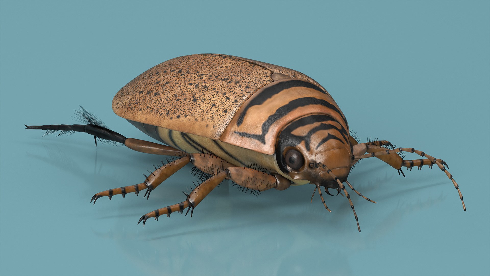 3D Water Beetle Beige Realistic https://p.turbosquid.com/ts-thumb/dr/hI1mCU/dF/waterbeetlebeigerealisticc4dmodel008/jpg/1718287900/1920x1080/fit_q87/020b646b03fb540053e484ce9405079cfe62011b/waterbeetlebeigerealisticc4dmodel008.jpg