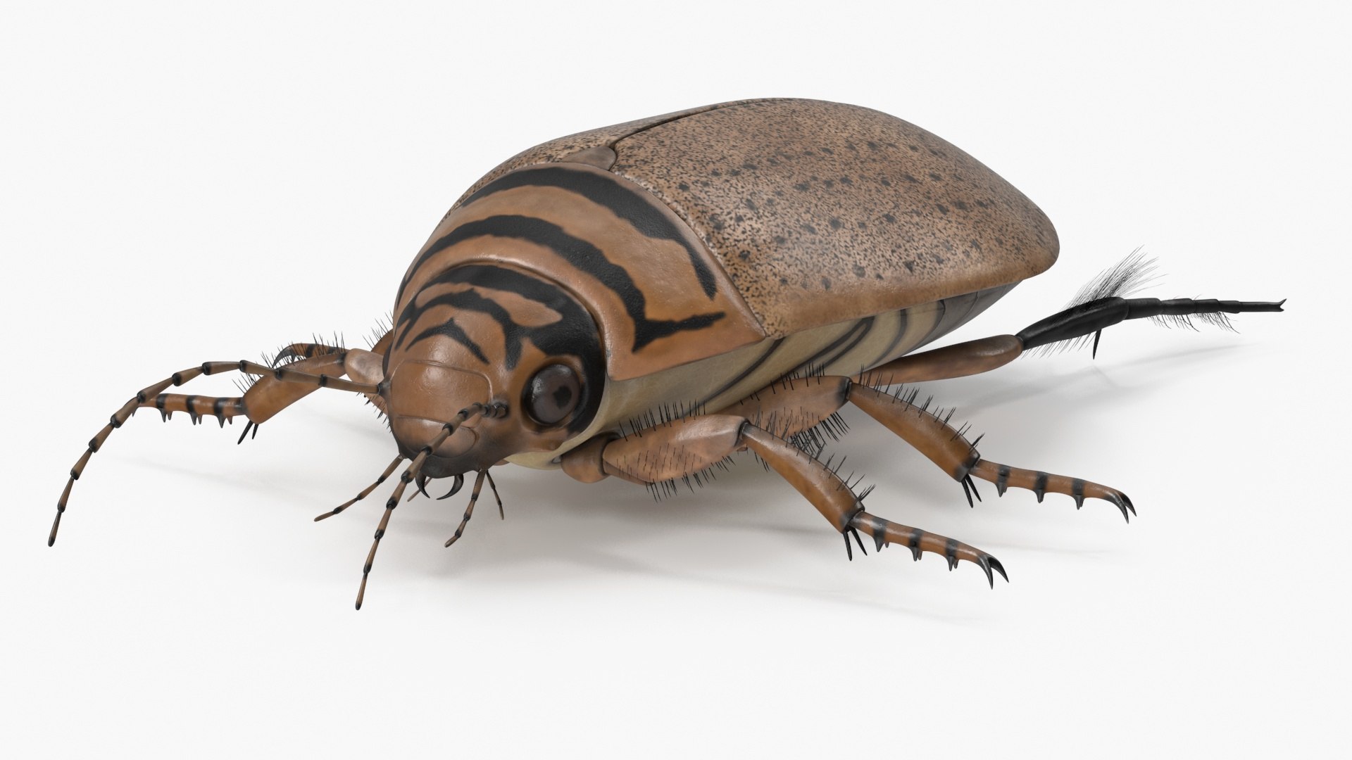 3D Water Beetle Beige Realistic https://p.turbosquid.com/ts-thumb/dr/hI1mCU/dO/waterbeetlebeigerealisticc4dmodel015/jpg/1718287918/1920x1080/fit_q87/c1f7686f0e4b1d44a94a650bb1b471c697290136/waterbeetlebeigerealisticc4dmodel015.jpg