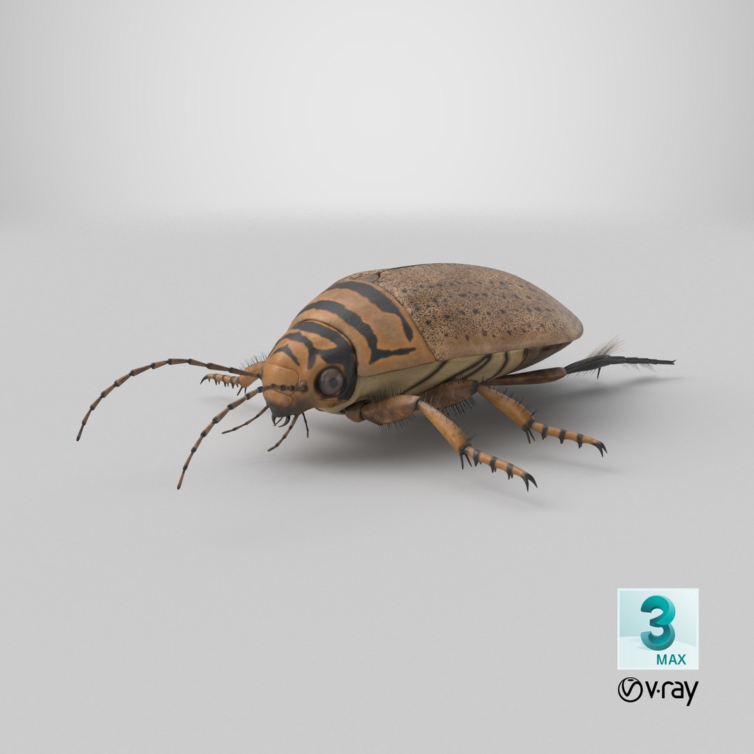3D Water Beetle Beige Realistic https://p.turbosquid.com/ts-thumb/dr/hI1mCU/el/stemcell_max_vray_render/png/1719593363/1920x1080/fit_q87/efa3da67271265391986647d236812a8df399923/stemcell_max_vray_render.jpg