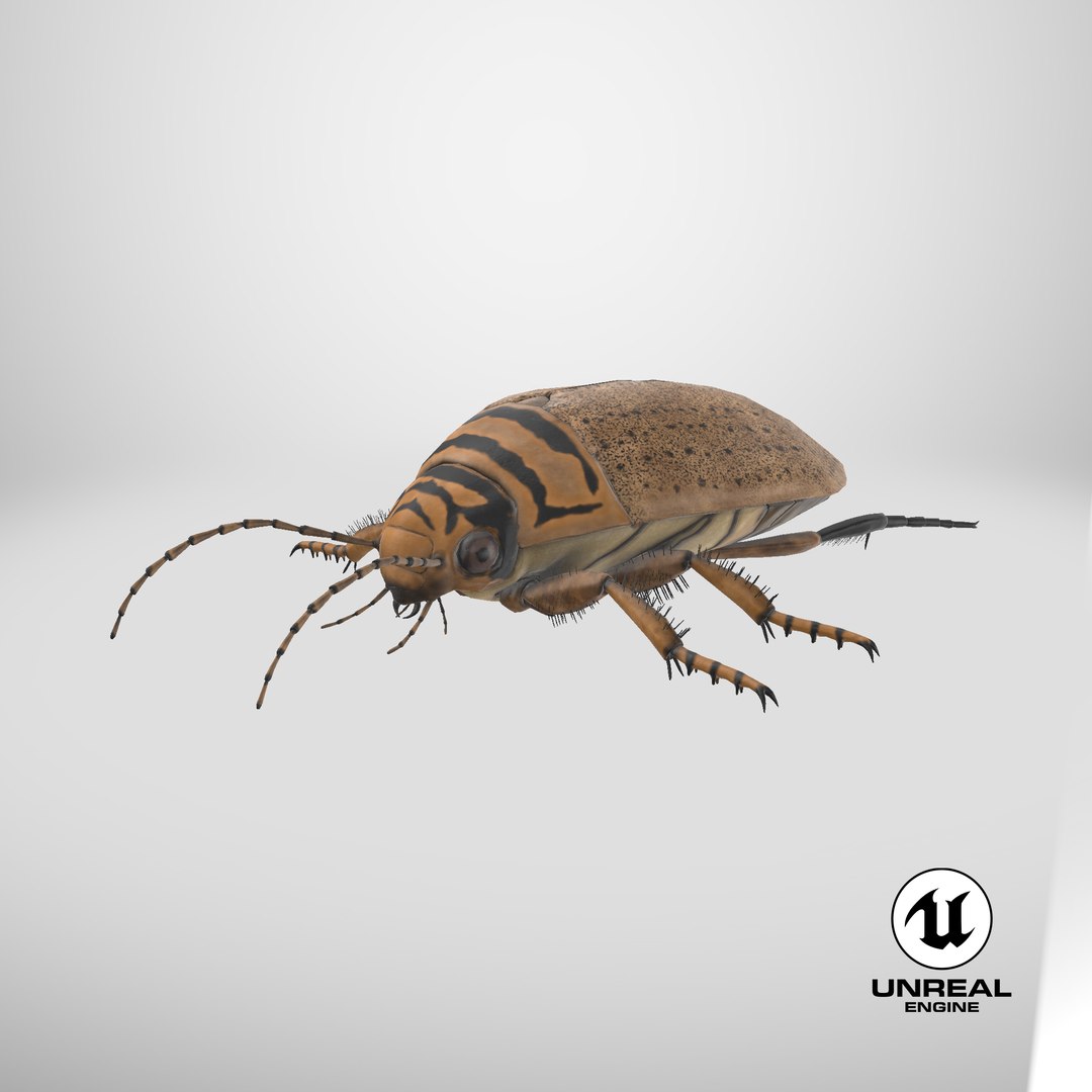 3D Water Beetle Beige Realistic https://p.turbosquid.com/ts-thumb/dr/hI1mCU/hZ/stemcell_unreal_render/png/1719593366/1920x1080/fit_q87/fb40f521a2c194755709f3d847da48d25a977194/stemcell_unreal_render.jpg