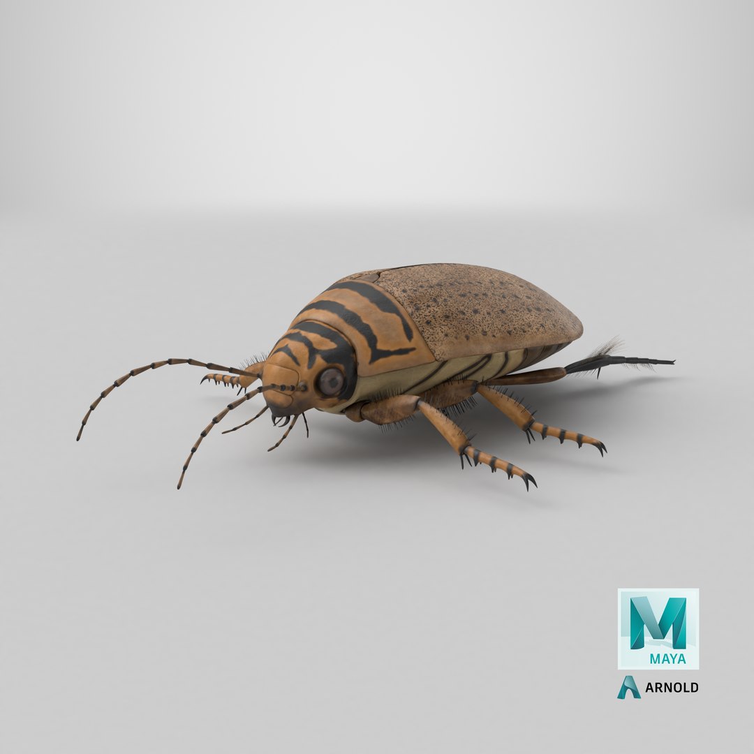 3D Water Beetle Beige Realistic https://p.turbosquid.com/ts-thumb/dr/hI1mCU/tI/stemcell_maya_arnold_render/png/1719593355/1920x1080/fit_q87/1f8bb0a37fb74c39b6619186df8c898658e4054f/stemcell_maya_arnold_render.jpg