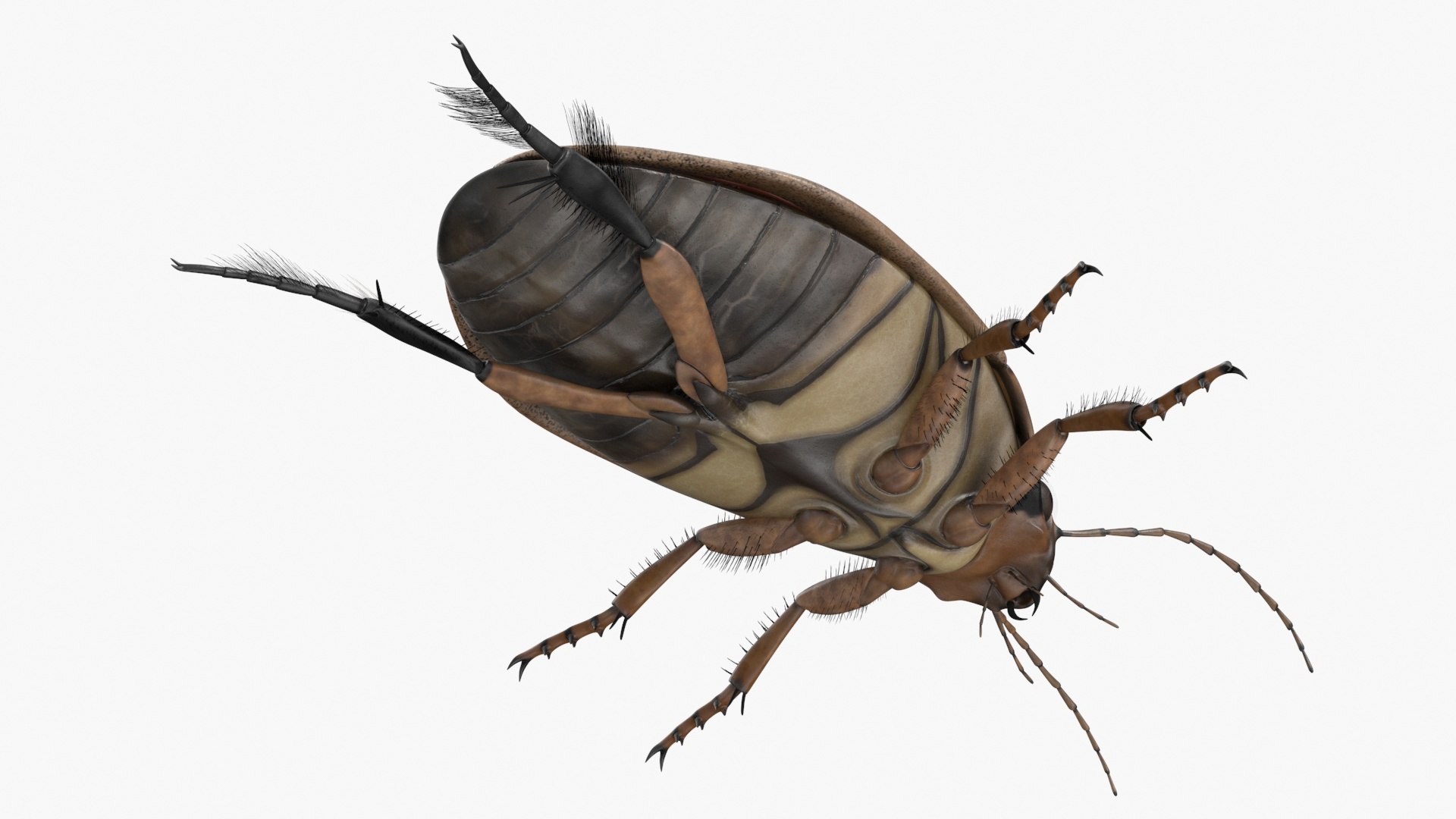 3D Water Beetle Beige Realistic https://p.turbosquid.com/ts-thumb/dr/hI1mCU/vx/waterbeetlebeigerealisticc4dmodel019/jpg/1718287932/1920x1080/fit_q87/b8bfc382dab2965f5fe2c884219981736f2dfec7/waterbeetlebeigerealisticc4dmodel019.jpg